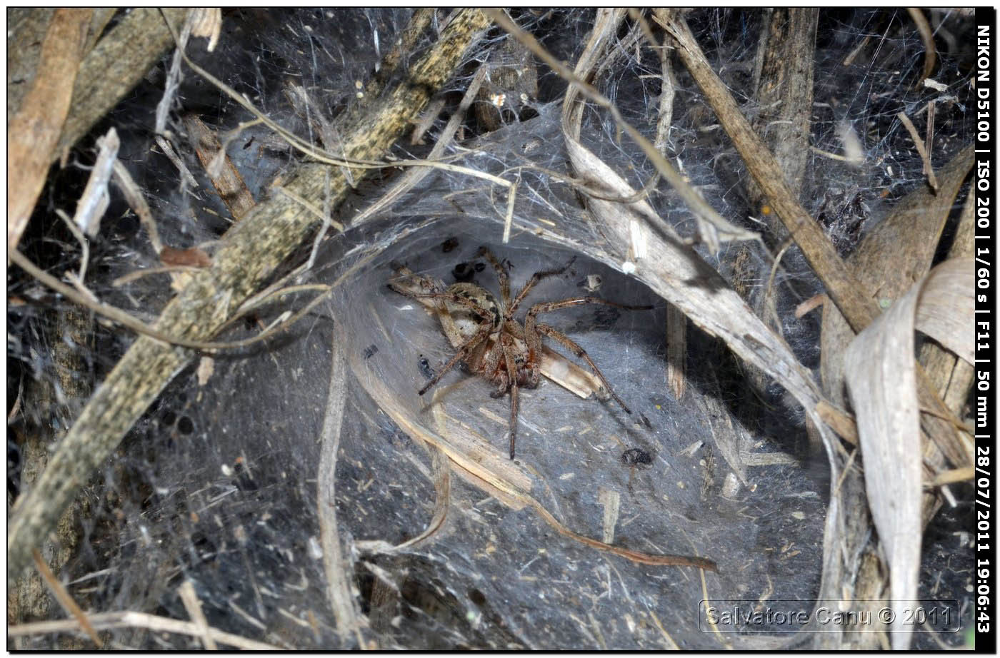 Agelena labyrinthica